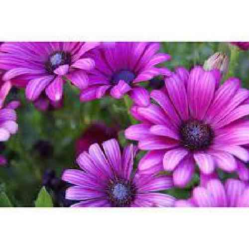 دانلود آهنگ دل از برم رفت نگینه امانقلوا